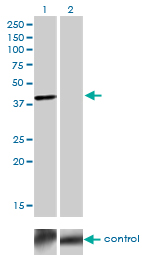 TFAP4 / AP-4 Antibody - Western blot of TFAP4 over-expressed 293 cell line, cotransfected with TFAP4 Validated Chimera RNAi (Lane 2) or non-transfected control (Lane 1). Blot probed with TFAP4 monoclonal antibody, clone 7A10. GAPDH ( 36.1 kD ) used as specificity and loading control.