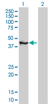TFAP4 / AP-4 Antibody - Western blot of TFAP4 expression in transfected 293T cell line by TFAP4 monoclonal antibody (M05), clone 8G6.