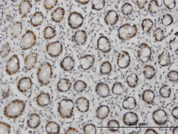 TFAP4 / AP-4 Antibody - Immunoperoxidase of monoclonal antibody to TFAP4 on formalin-fixed paraffin-embedded human small Intestine. [antibody concentration 1.5 ug/ml]