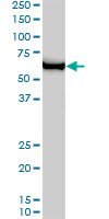 TFB1 / GTF2H1 Antibody - GTF2H1 monoclonal antibody (M01), clone 1F12-1B5. Western blot of GTF2H1 expression in HeLa NE.
