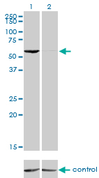 TFB1 / GTF2H1 Antibody - Western blot of GTF2H1 over-expressed 293 cell line, cotransfected with GTF2H1 Validated Chimera RNAi (Lane 2) or non-transfected control (Lane 1). Blot probed with GTF2H1 monoclonal antibody, clone 1F12-1B5. GAPDH ( 36.1 kD ) used as specificity and loading control.