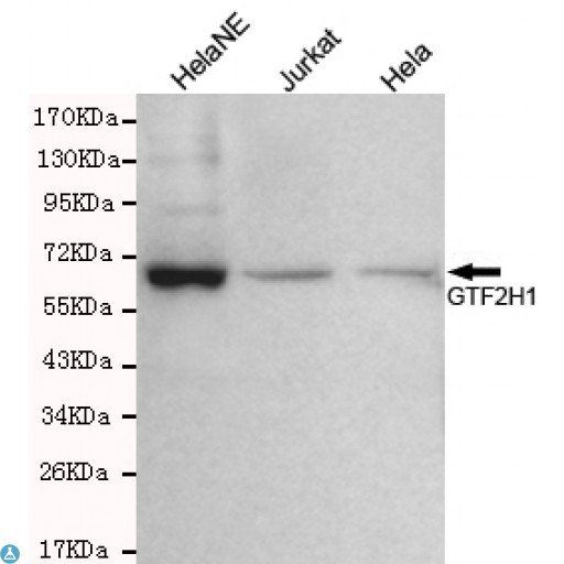 TFB1 / GTF2H1 Antibody - Western blot detection of GTF2H1 in Hela, Hela NE and Jurkat cell lysates using GTF2H1 mouse mAb (1:300 diluted). Predicted band size: 62KDa. Observed band size: 62KDa.