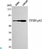 TFB1 / GTF2H1 Antibody - Western Blot (WB) analysis using TFIIH p62 Monoclonal Antibody against LNCAP, K562 cell lysate.