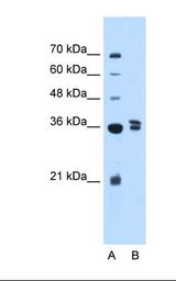 TFB1M Antibody - Lane A: Marker. Lane B: 721_B_Iymphoblasts cell lysate. Antibody concentration: 2.5 ug/ml. Gel concentration: 12%.  This image was taken for the unconjugated form of this product. Other forms have not been tested.