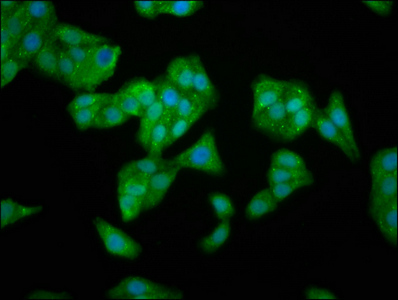 TFB1M Antibody - Immunofluorescence staining of HepG2 cells at a dilution of 1:166, counter-stained with DAPI. The cells were fixed in 4% formaldehyde, permeabilized using 0.2% Triton X-100 and blocked in 10% normal Goat Serum. The cells were then incubated with the antibody overnight at 4°C.The secondary antibody was Alexa Fluor 488-congugated AffiniPure Goat Anti-Rabbit IgG (H+L) .