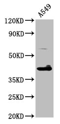 TFB1M Antibody - Positive Western Blot detected in A549 whole cell lysate. All lanes: TFB1M antibody at 4.6 µg/ml Secondary Goat polyclonal to rabbit IgG at 1/50000 dilution. Predicted band size: 40 KDa. Observed band size: 40 KDa