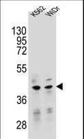 TFB2M Antibody - TFB2M Antibody western blot of K562,WiDr cell line lysates (35 ug/lane). The TFB2M antibody detected the TFB2M protein (arrow).