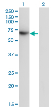 TFCP2 / CP2 Antibody - Western Blot analysis of TFCP2 expression in transfected 293T cell line by TFCP2 monoclonal antibody (M01), clone 3H6.Lane 1: TFCP2 transfected lysate(57.3 KDa).Lane 2: Non-transfected lysate.
