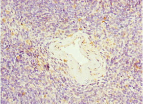TFCP2 / CP2 Antibody - Immunohistochemistry of paraffin-embedded human thymus tissue at dilution 1:100