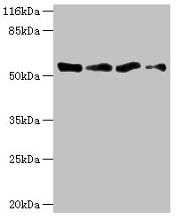 TFCP2 / CP2 Antibody - Western blot All Lanes:TFCP2 antibody at 1.34ug/ml Lane 1:K562 whole cell lysate Lane 2:Mouse spleen tissue Lane 3:Mouse kidney tissue Lane 4:THP-1 whole cell lysate Secondary Goat polyclonal to rabbit at 1/10000 dilution Predicted band size: 58,52 kDa Observed band size: 57 kDa