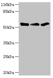 TFCP2 / CP2 Antibody - Western blot All lanes: TFCP2 antibody at 1.34µg/ml Lane 1: K562 whole cell lysate Lane 2: Mouse spleen tissue Lane 3: THP-1 whole cell lysate Secondary Goat polyclonal to rabbit IgG at 1/10000 dilution Predicted band size: 58, 52 kDa Observed band size: 52 kDa