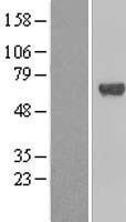 TFCP2 / CP2 Protein - Western validation with an anti-DDK antibody * L: Control HEK293 lysate R: Over-expression lysate