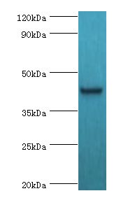TFDP1 Antibody - Western blot. All lanes: Transcription factor Dp-1 antibody at 2 ug/ml+HepG2 whole cell lysate. Secondary antibody: Goat polyclonal to rabbit at 1:10000 dilution. Predicted band size: 45 kDa. Observed band size: 45 kDa.