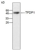 TFDP1 Antibody
