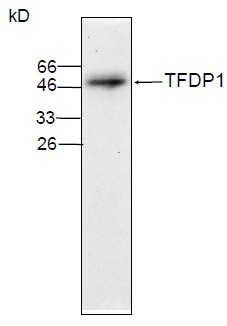 TFDP1 Antibody