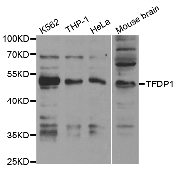 TFDP1 Antibody - Western blot analysis of extracts of various cell lines.
