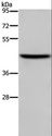 TFDP1 Antibody - Western blot analysis of NIH/3T3 cell, using TFDP1 Polyclonal Antibody at dilution of 1:650.