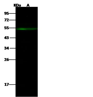 TFDP2 / DP2 Antibody - Anti-TFDP2 rabbit polyclonal antibody at 1:500 dilution. Lane A: RAW264.7 Whole Cell Lysate. Lysates/proteins at 30 ug per lane. Secondary: Goat Anti-Rabbit IgG H&L (Dylight 800) at 1/10000 dilution. Developed using the Odyssey technique. Performed under reducing conditions. Predicted band size: 49 kDa. Observed band size: 53 kDa.