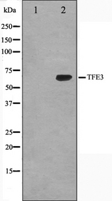 TFE3 Antibody - Western blot analysis on K562 cell lysates using TFE3 antibody. The lane on the left is treated with the antigen-specific peptide.
