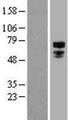 TFE3 Protein - Western validation with an anti-DDK antibody * L: Control HEK293 lysate R: Over-expression lysate