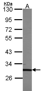 TFEC Antibody - Sample (30 ug of whole cell lysate). A:293T. 10% SDS PAGE. TFEC antibody. TFEC antibody diluted at 1:1000.