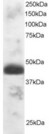TFEC Antibody - Antibody staining (1 ug/ml) of Human Testis lysate (RIPA buffer, 30 ug total protein per lane). Primary incubated for 1 hour. Detected by Western blot of chemiluminescence.