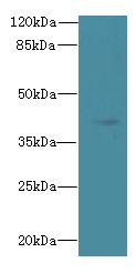 TFEC Antibody - Western blot. All lanes: TFEC antibody at 3 ug/ml+ MDA-MB-231 whole cell lysate Goat polyclonal to rabbit at 1:10000 dilution. Predicted band size: 39 kDa. Observed band size: 39 kDa.