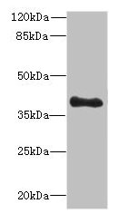 TFEC Antibody - Western blot All lanes: TFEC antibody at 3µg/ml + MDA-MB-231 whole cell lysate Secondary Goat polyclonal to rabbit IgG at 1/10000 dilution Predicted band size: 39, 36, 23, 32 kDa Observed band size: 39 kDa