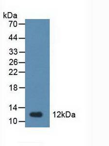 TFF1 / pS2 Antibody - Western Blot; Sample: Rat Stomach Tissue.