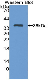 TFF1 / pS2 Antibody - Western blot of recombinant TFF1 / PS2.  This image was taken for the unconjugated form of this product. Other forms have not been tested.