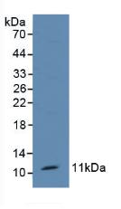 TFF1 / pS2 Antibody - Western Blot; Sample: Mouse Kidney Tissue.