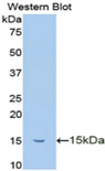 TFF2 / SP Antibody - Western blot of recombinant TFF2 / SP.  This image was taken for the unconjugated form of this product. Other forms have not been tested.