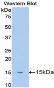 TFF2 / SP Antibody - Western blot of recombinant TFF2 / SP.  This image was taken for the unconjugated form of this product. Other forms have not been tested.