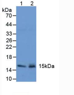 TFF2 / SP Antibody - Western Blot; Sample: Lane1: Mouse Stomach Tissue; Lane2: Mouse Pancreas Tissue.