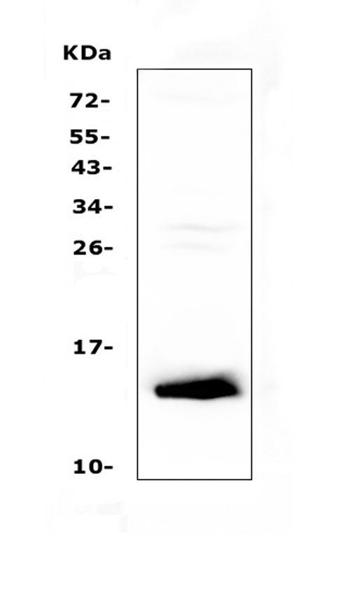 TFF2 / SP Antibody - Western blot analysis of TFF2 using anti-TFF2 antibody. Electrophoresis was performed on a 5-20% SDS-PAGE gel at 70V (Stacking gel) / 90V (Resolving gel) for 2-3 hours. The sample well of each lane was loaded with 50ug of sample under reducing conditions. Lane 1: mouse testis tissue lysates. After Electrophoresis, proteins were transferred to a Nitrocellulose membrane at 150mA for 50-90 minutes. Blocked the membrane with 5% Non-fat Milk/ TBS for 1.5 hour at RT. The membrane was incubated with rabbit anti-TFF2 antigen affinity purified polyclonal antibody at 0.5 ug/mL overnight at 4?, then washed with TBS-0.1% Tween 3 times with 5 minutes each and probed with a goat anti-rabbit IgG-HRP secondary antibody at a dilution of 1:10000 for 1.5 hour at RT. The signal is developed using an Enhanced Chemiluminescent detection (ECL) kit with Tanon 5200 system. A specific band was detected for TFF2 at approximately 14KD. The expected band size for TFF2 is at 14KD.