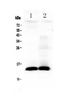 TFF2 / SP Antibody - Western blot - Anti-TFF2 Picoband Antibody