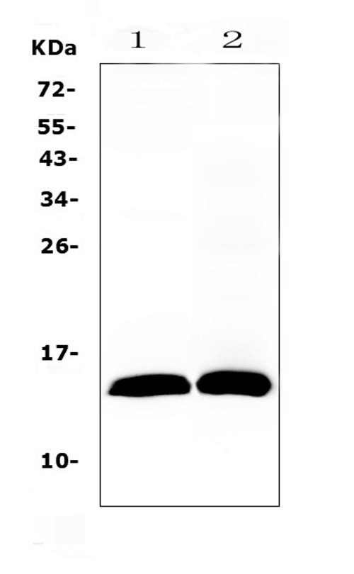 TFF2 / SP Antibody - Western blot analysis of TFF2 using anti-TFF2 antibody. Electrophoresis was performed on a 5-20% SDS-PAGE gel at 70V (Stacking gel) / 90V (Resolving gel) for 2-3 hours. The sample well of each lane was loaded with 50ug of sample under reducing conditions. Lane 1: rat gaster tissue lysates,Lane 2: mouse gaster tissue lysates. After Electrophoresis, proteins were transferred to a Nitrocellulose membrane at 150mA for 50-90 minutes. Blocked the membrane with 5% Non-fat Milk/ TBS for 1.5 hour at RT. The membrane was incubated with rabbit anti-TFF2 antigen affinity purified polyclonal antibody at 0.5 ug/mL overnight at 4?, then washed with TBS-0.1% Tween 3 times with 5 minutes each and probed with a goat anti-rabbit IgG-HRP secondary antibody at a dilution of 1:10000 for 1.5 hour at RT. The signal is developed using an Enhanced Chemiluminescent detection (ECL) kit with Tanon 5200 system. A specific band was detected for TFF2 at approximately 14KD. The expected band size for TFF2 is at 14KD.