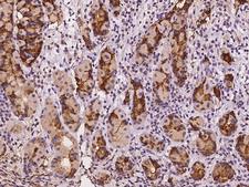 TFF2 / SP Antibody - Immunochemical staining of human TFF2 in human stomach with rabbit polyclonal antibody at 1:1000 dilution, formalin-fixed paraffin embedded sections.