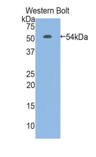 TFF3 / Trefoil Factor 3 Antibody - Western blot of recombinant TFF3 / Trefoil Factor 3.