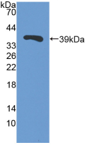 TFF3 / Trefoil Factor 3 Antibody - Western Blot Sample: Recombinant TFF3, Porcine