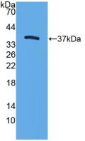 TFF3 / Trefoil Factor 3 Antibody - Western Blot; Sample: Recombinant TFF3, Mouse.