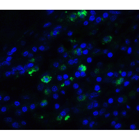 TFF3 / Trefoil Factor 3 Antibody - Immunofluorescence of TFF3 in human small intestine tissue with TFF3 antibody at 20 µg/ml.