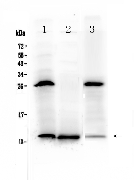 TFF3 / Trefoil Factor 3 Antibody - Western blot - Anti-TFF3/Itf Picoband Antibody