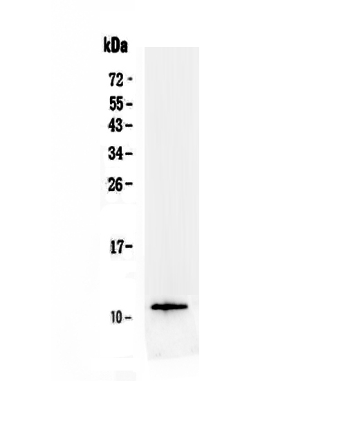 TFF3 / Trefoil Factor 3 Antibody - Western blot - Anti-TFF3/Itf Picoband antibody