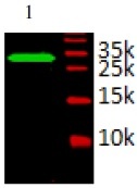 TFF3 / Trefoil Factor 3 Antibody - Immunodetection Analysis: Representative blot from a previous lot. Lane 1, recombinant protein Inhibin alpha. The membrane blot was probed with anti- Inhibin alpha primary antibody (0.2 µg/ml). Proteins were visualized using a Donkey anti-rabbit secondary antibody conjugated to IRDye 800CW detection system. Arrows indicate recombinant protein Inhibin alpha from E.coli cell (14kDa).