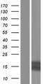 TFF3 / Trefoil Factor 3 Protein - Western validation with an anti-DDK antibody * L: Control HEK293 lysate R: Over-expression lysate