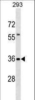 TFG Antibody - TFG Antibody western blot of 293 cell line lysates (35 ug/lane). The TFG antibody detected the TFG protein (arrow).