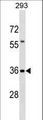 TFG Antibody - TFG Antibody western blot of 293 cell line lysates (35 ug/lane). The TFG antibody detected the TFG protein (arrow).