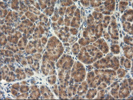 TFG Antibody - IHC of paraffin-embedded Human pancreas tissue using anti-TFG mouse monoclonal antibody.