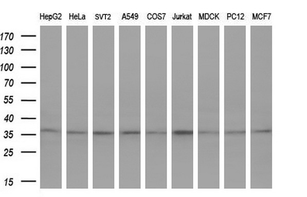 TFIIB Antibody - Western blot analysis of extracts. (10ug) from 9 different cell lines by using anti-GTF2B monoclonal antibody. (HepG2: human; HeLa: human; SVT2: mouse; A549: human; COS7: monkey; Jurkat: human; MDCK: canine;rat; MCF7: human). (1:2000)